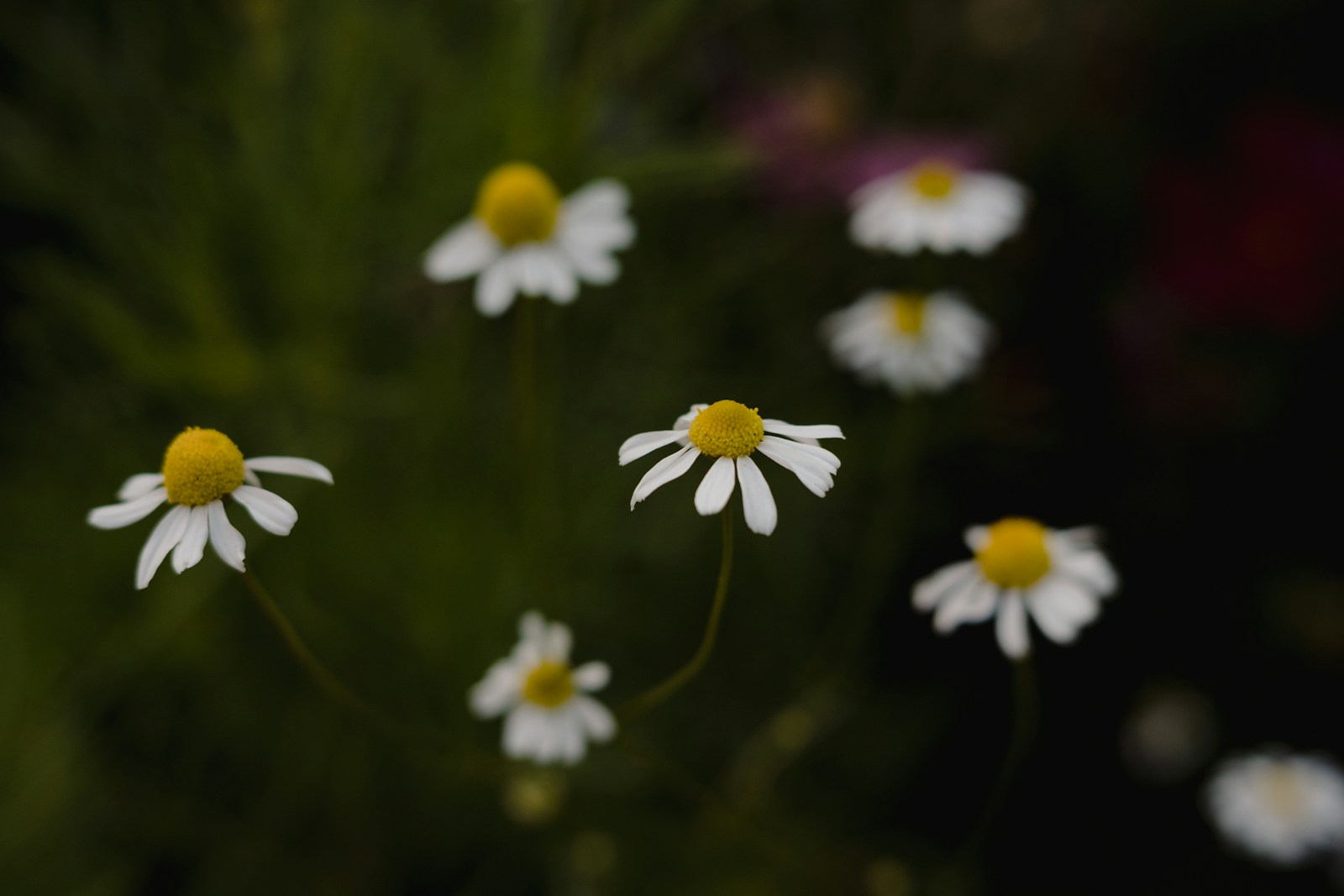 German chamomile flowers with domed yellow centres ready for picking