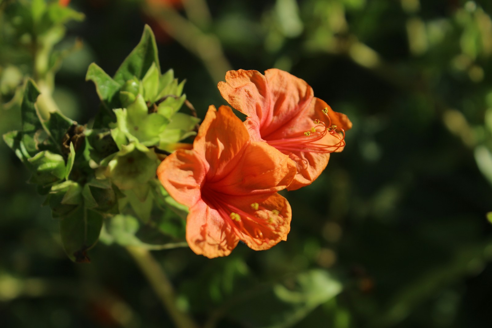 Close-up of two orange four o'clock flowers with long red stamens