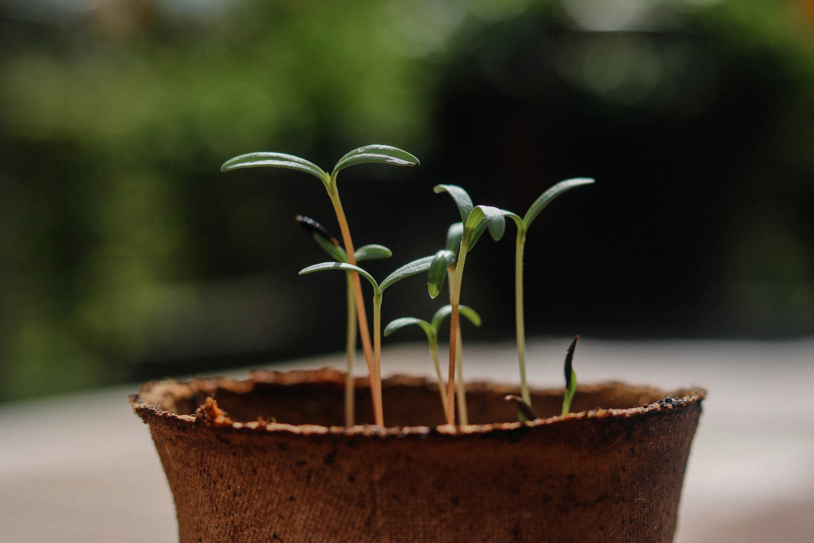 Young seedlings with slender seed leaves in a biodegradable fibre pot