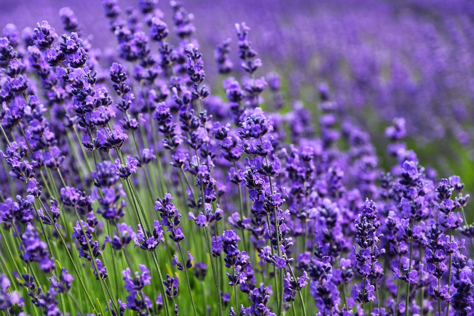 Dense violet lavender flower spikes on slender green stems in a planting