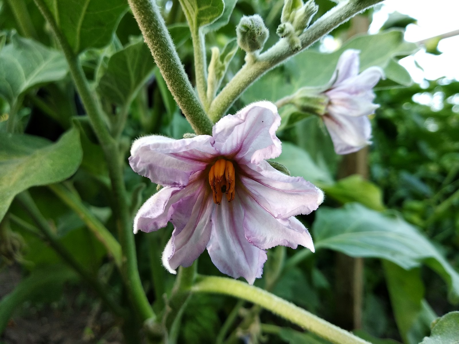 Pale lilac eggplant flower with orange anthers on a fuzzy stem