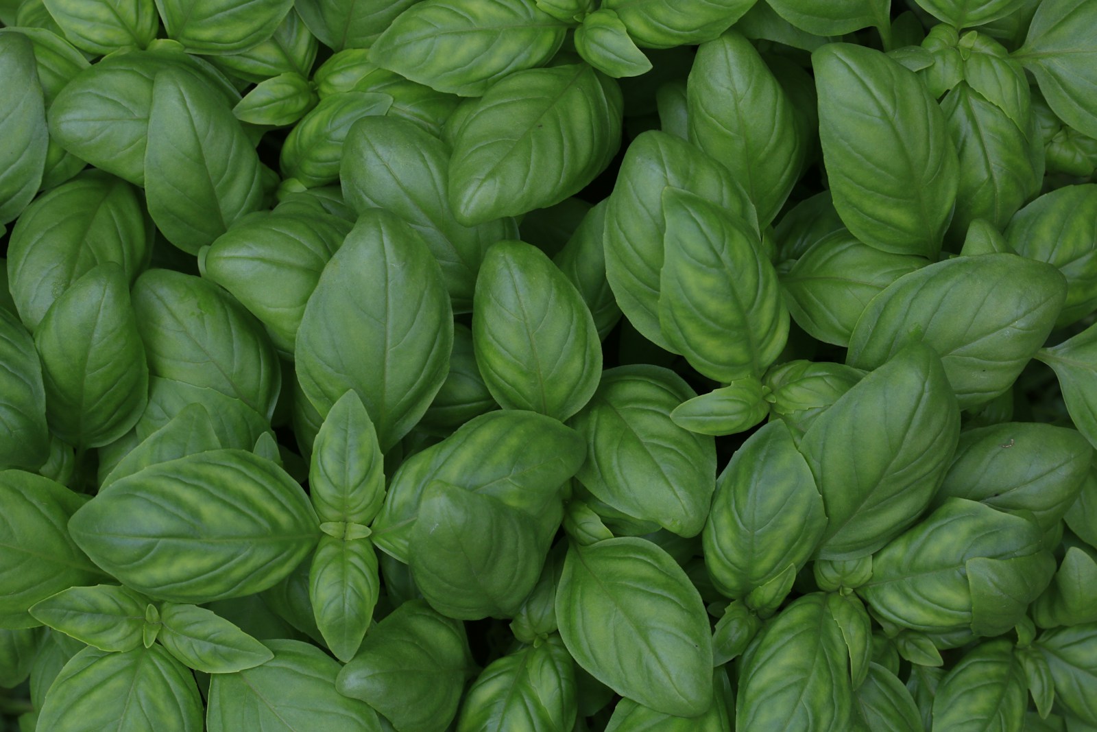 Young basil plants packed closely together, seen from above