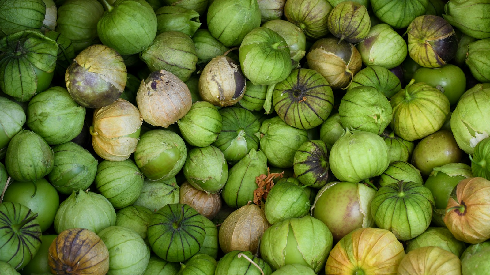 A heap of harvested tomatillos in green, tan and purple-tinged husks