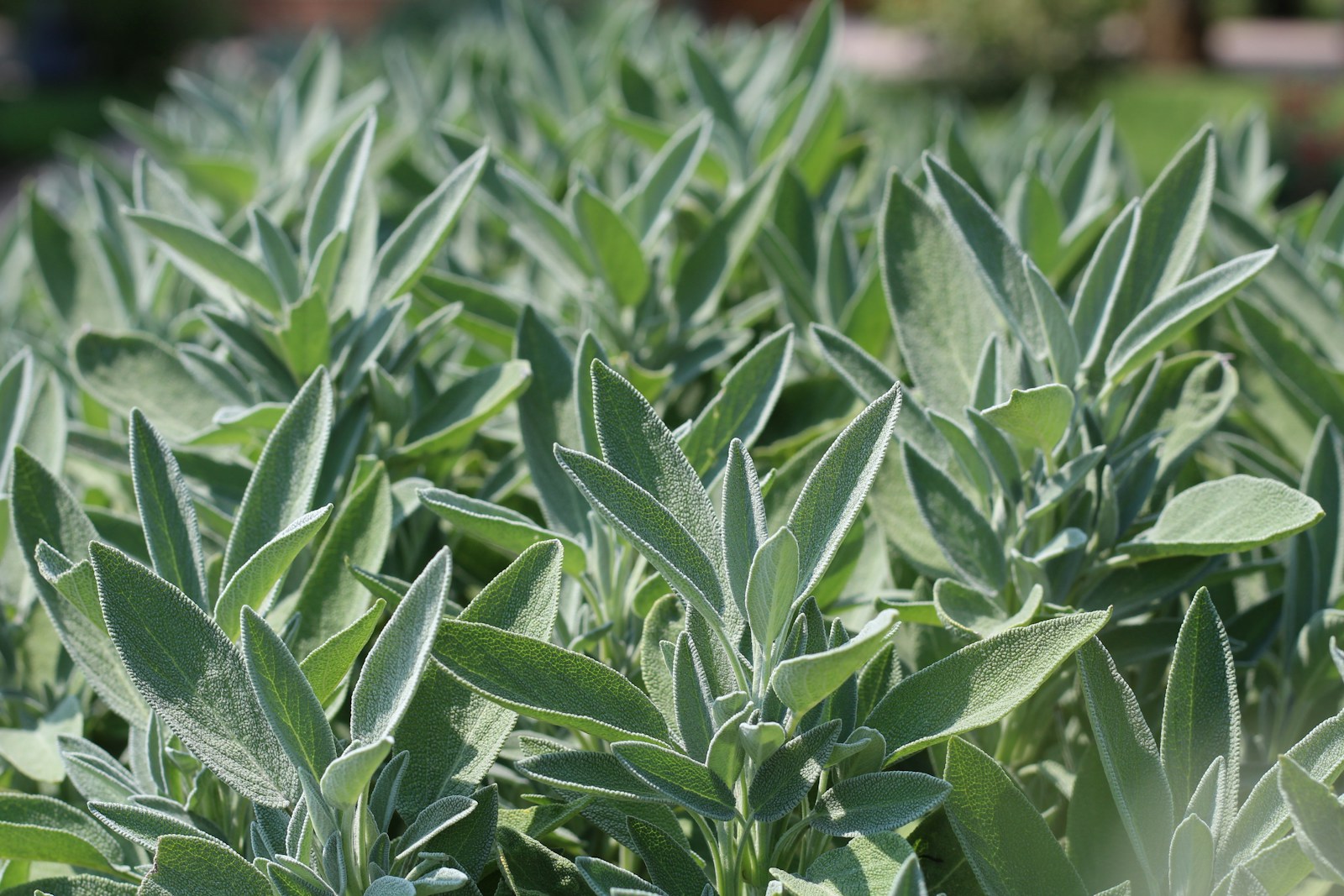 Bed of garden sage plants with silvery gray-green leaves in sun