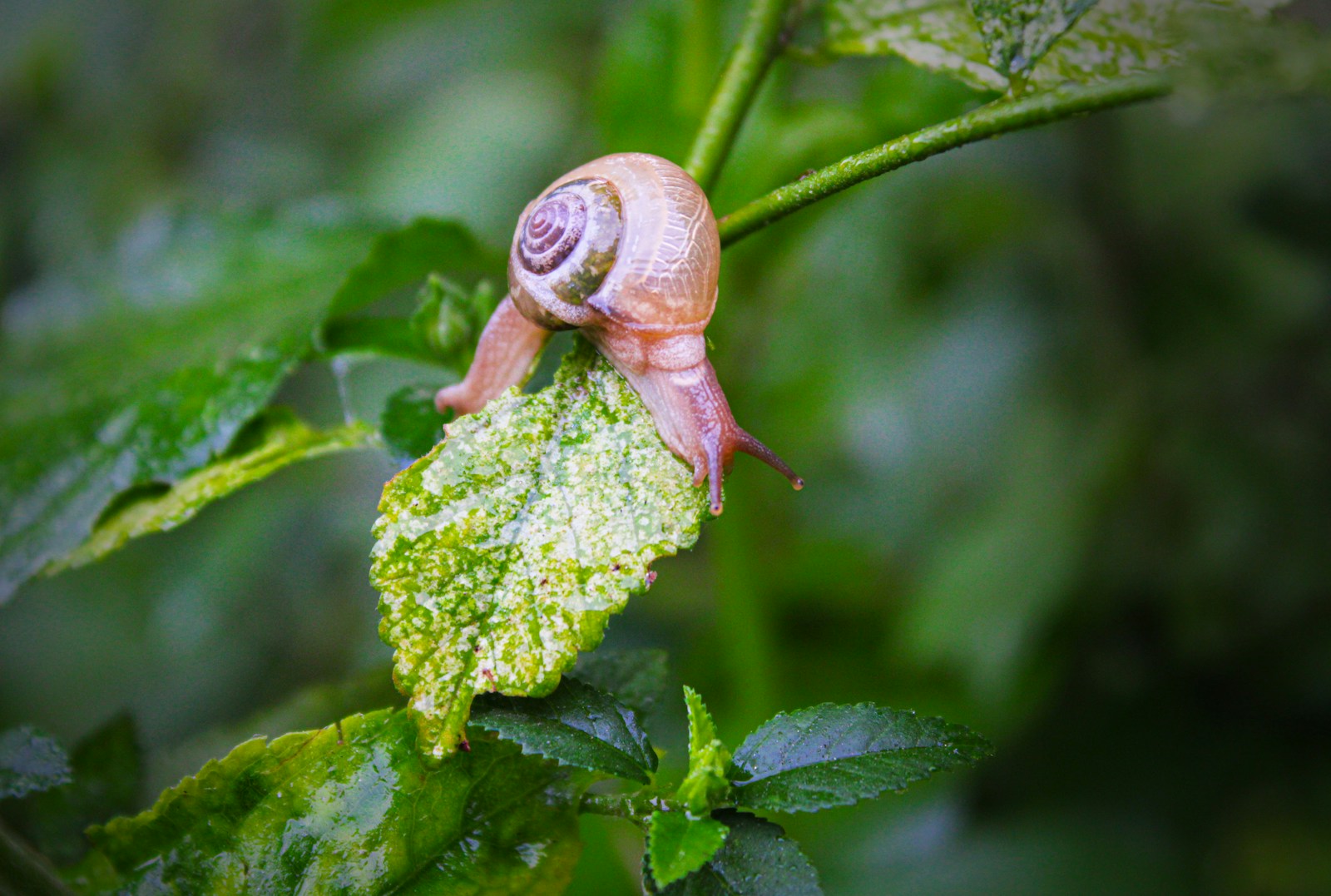 Snail crawling over a damaged green leaf in a damp garden