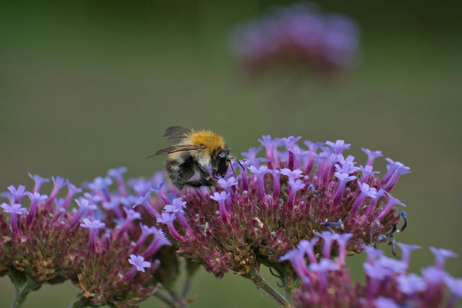 Bumblebee feeding on a lilac tall verbena flower head