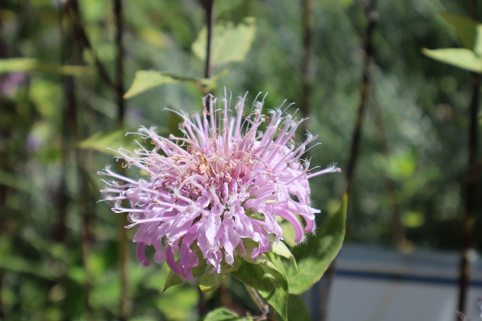 A pale lilac wild bergamot flower head, Monarda fistulosa, in a garden