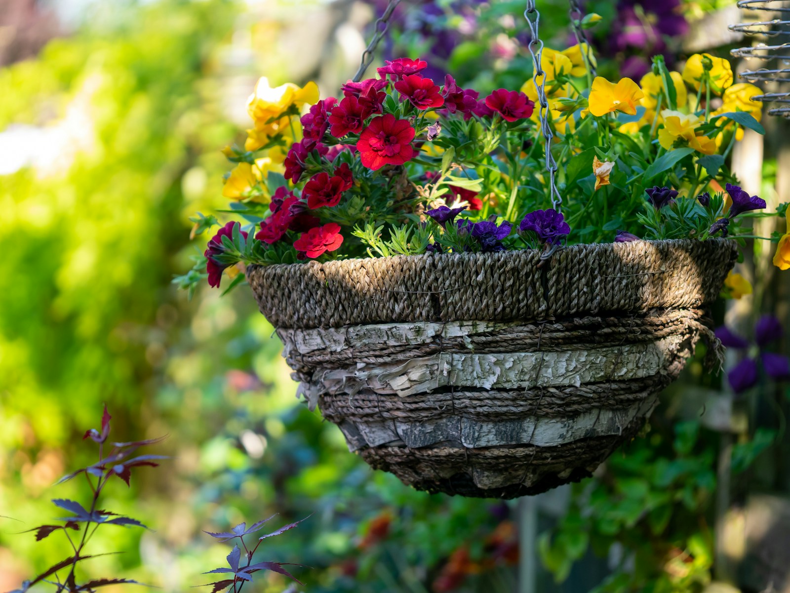 Woven hanging basket planted with red, yellow and purple summer flowers