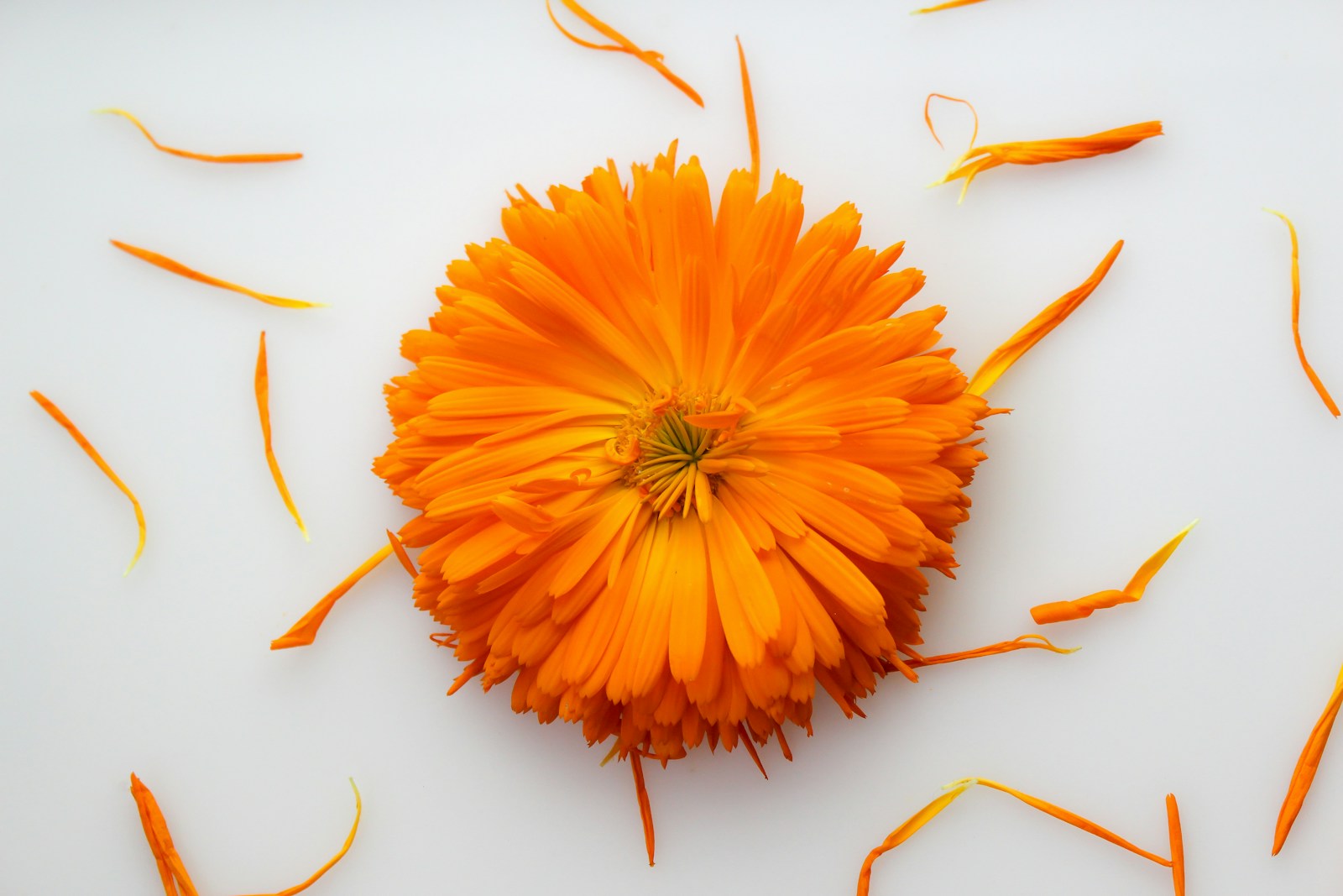 A double orange calendula flower with loose petals pulled off around it