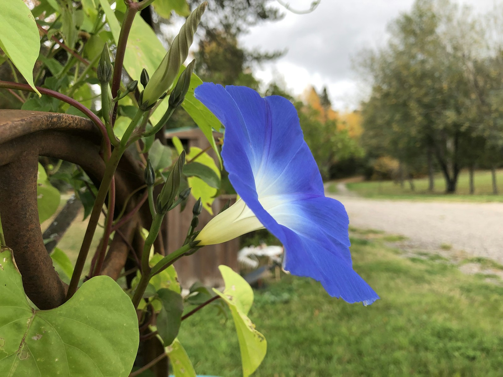 Blue morning glory flower and twisted buds on a vine beside a garden
