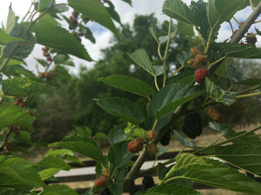 A leafy mulberry tree branch heavy with ripening fruit and dense serrated foliage