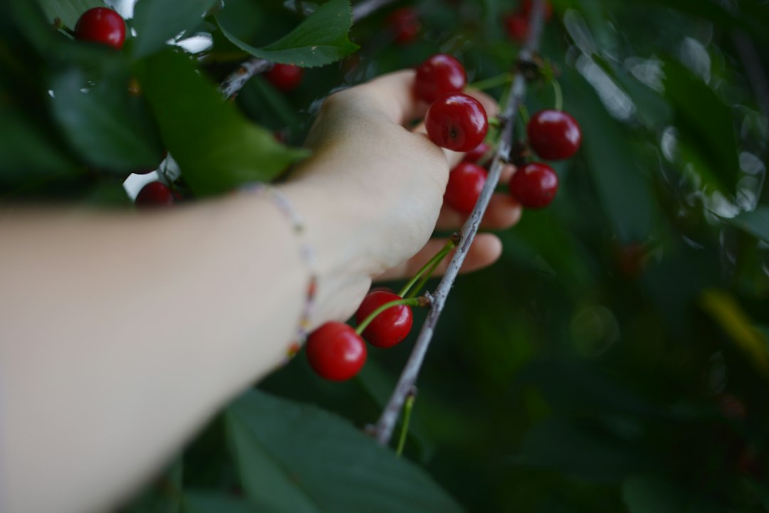 A hand picking ripe red cherries from a leafy tree branch