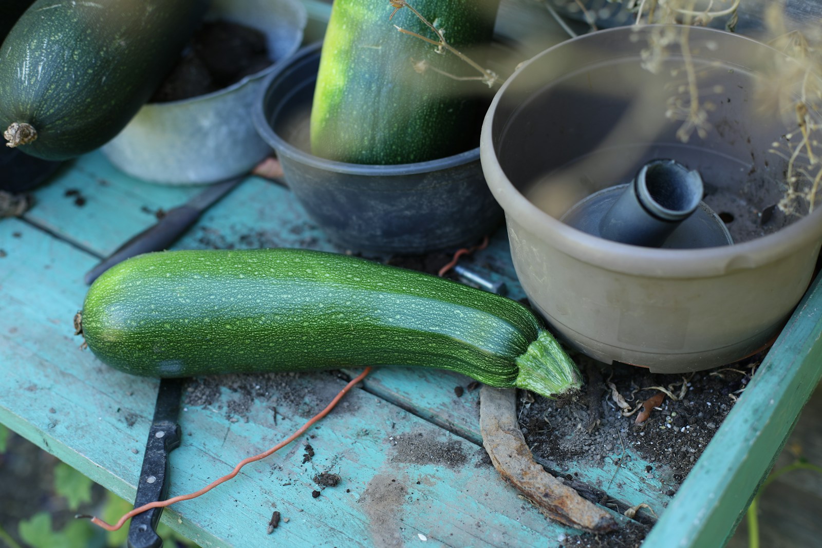 Freshly picked green zucchini lying on a turquoise potting bench