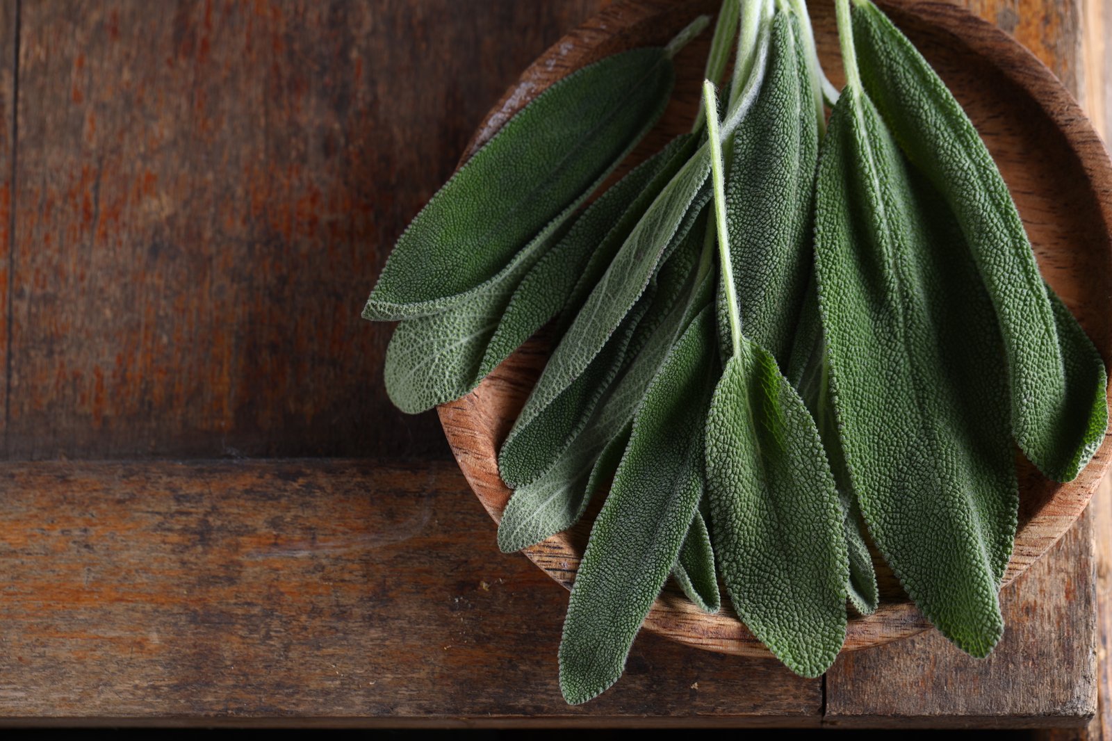 Freshly cut garden sage leaves in a wooden bowl on a table