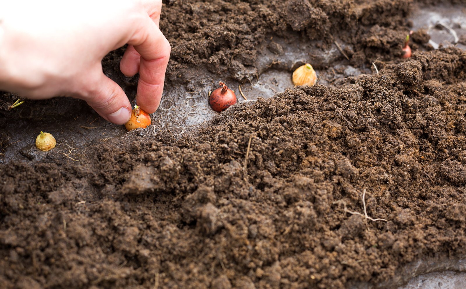 Hand pressing small bulbs into a furrow of dark, crumbly soil