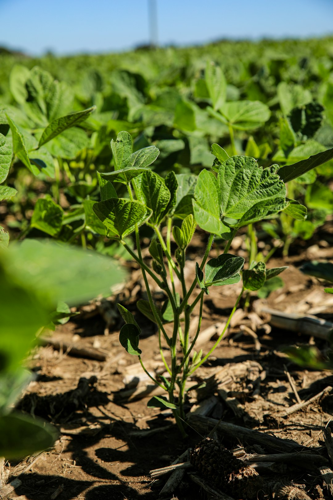 A young soybean plant with several trifoliate leaves growing in a field row