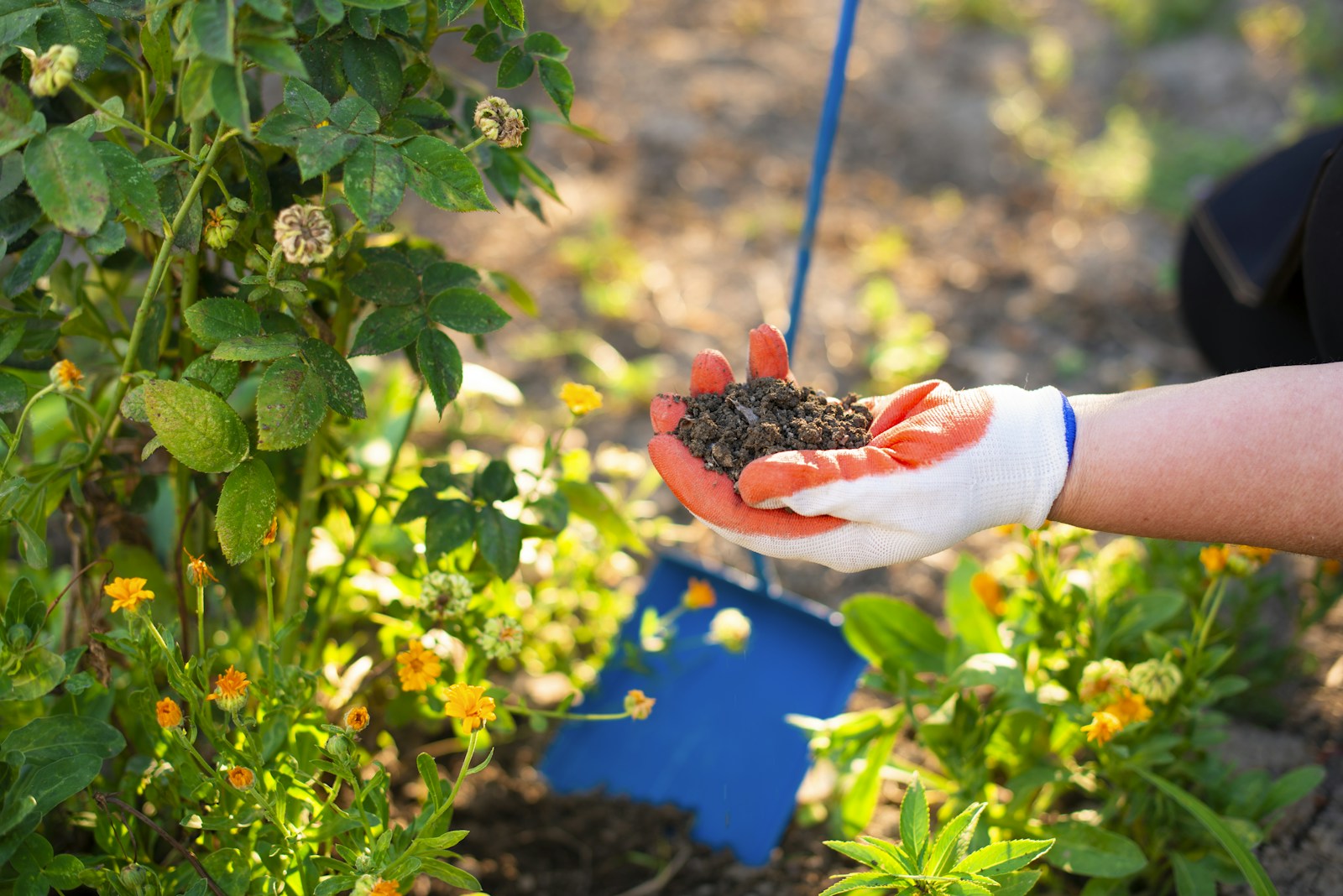 Gloved hand holding crumbly dark garden soil above a spade