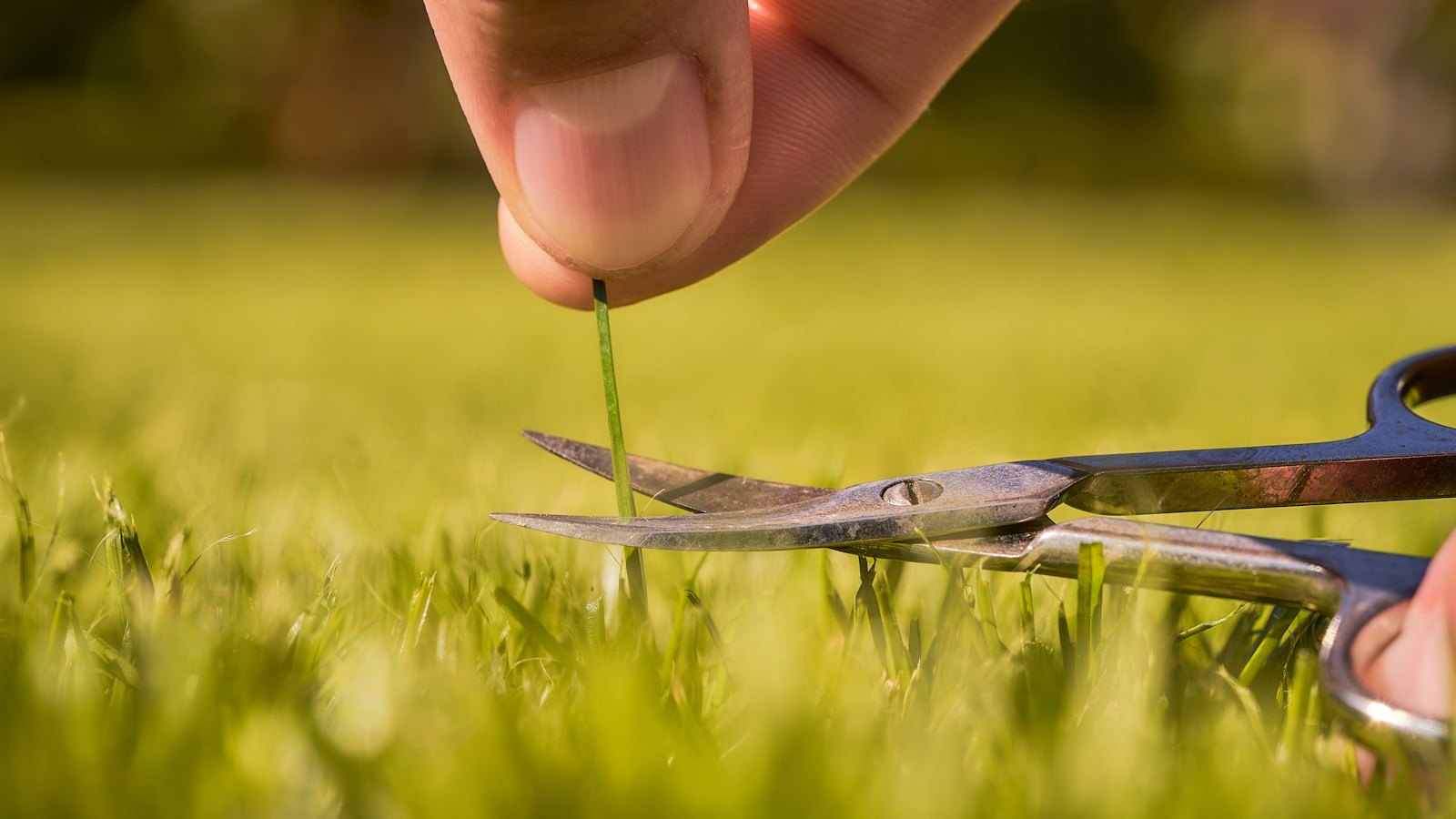 Hand holding a single green stem while scissors snip it low