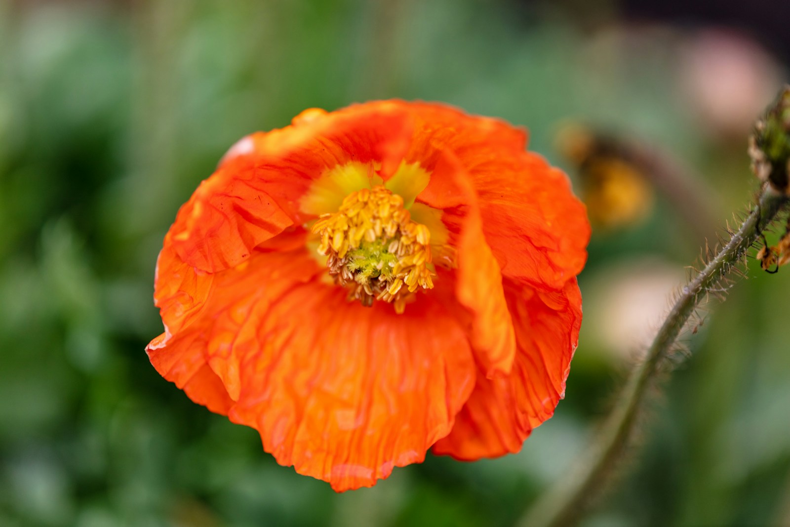 Crinkled orange poppy flower beside a hairy, curving flower stem