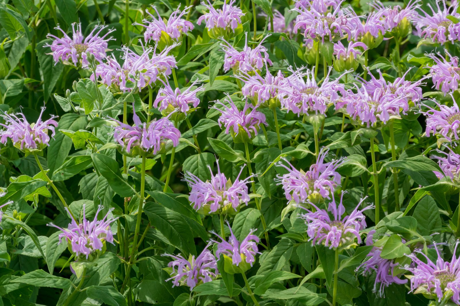 Wild bergamot, a related bee balm, with lavender flowers in a native garden