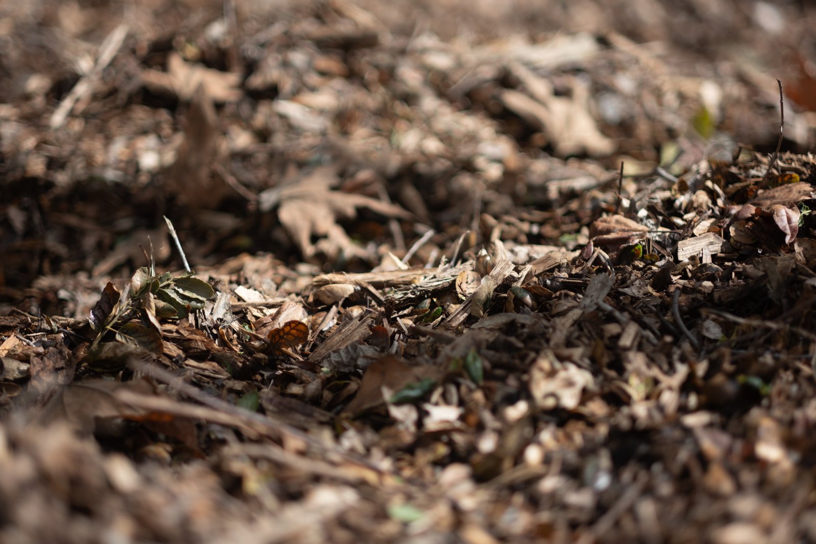 Thick layer of shredded dry leaves and wood bits covering the ground