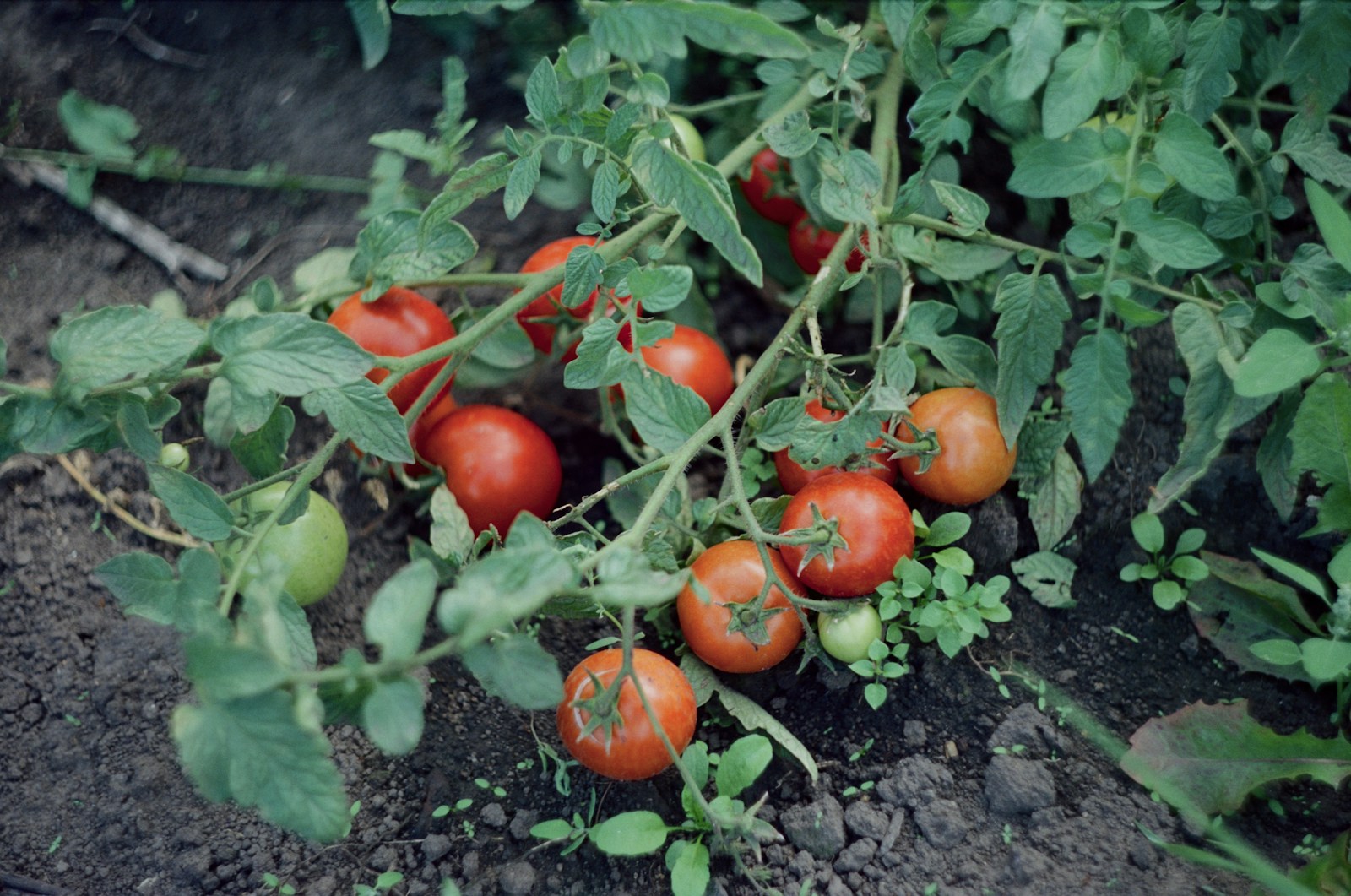 Unstaked tomato plant sprawling over bare soil with red and green fruit