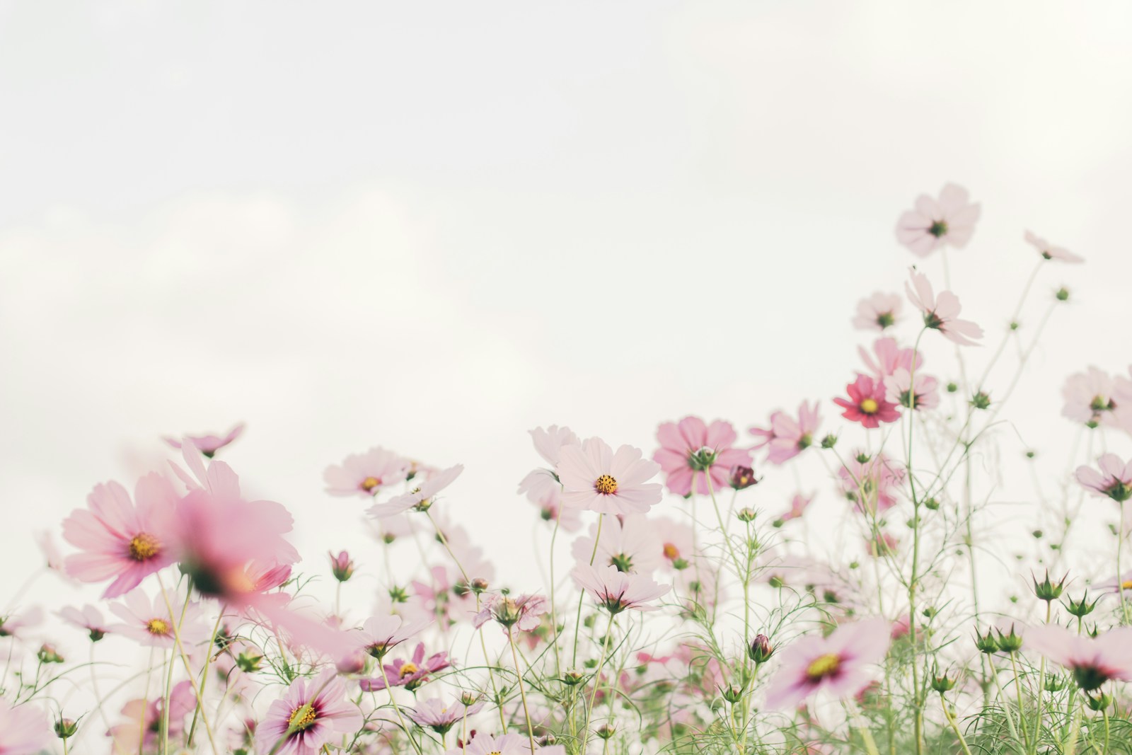 Tall stems of pale pink garden cosmos and buds against a white sky