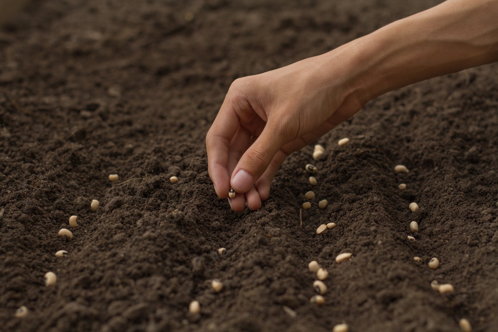 Hand placing seeds one by one in rows on dark raked soil