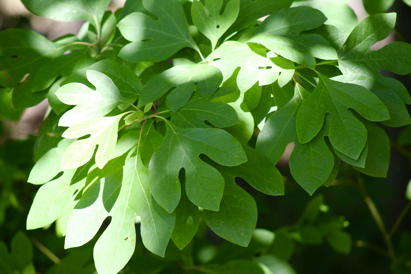 Green lobed and mitten-shaped leaves of sassafras, a spicebush relative