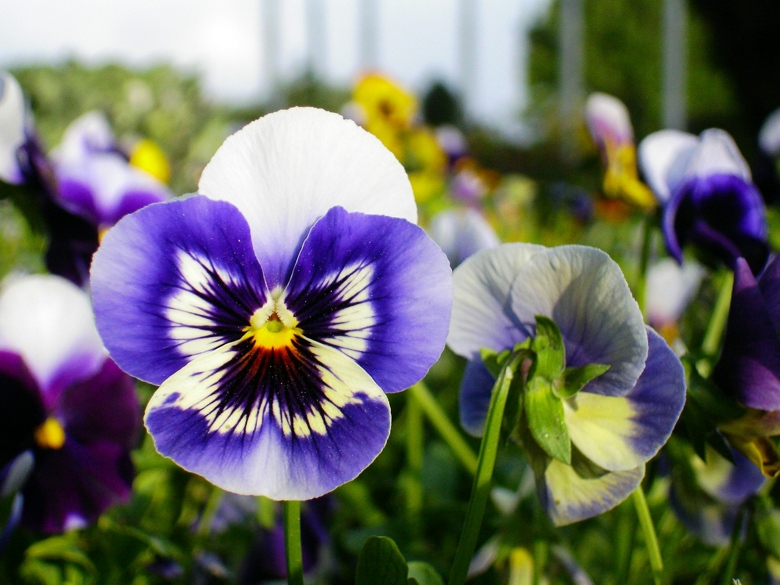 Blue and white pansy with a dark face and yellow eye
