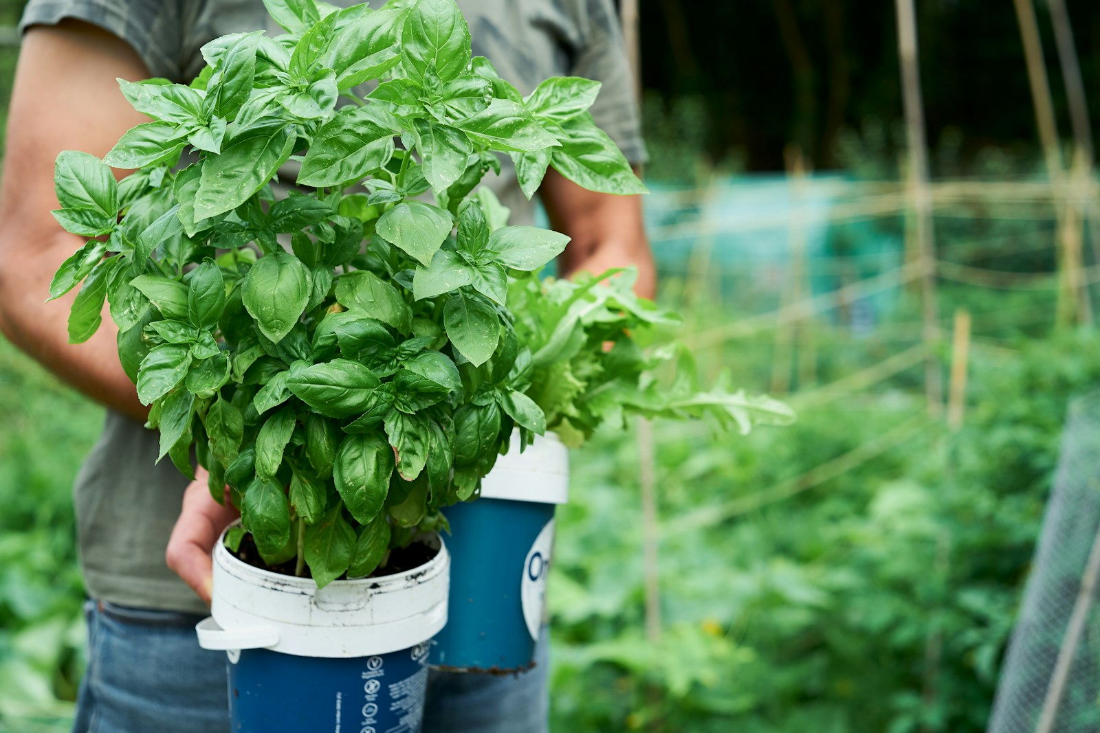 Gardener carrying a pot of leafy basil through a vegetable garden
