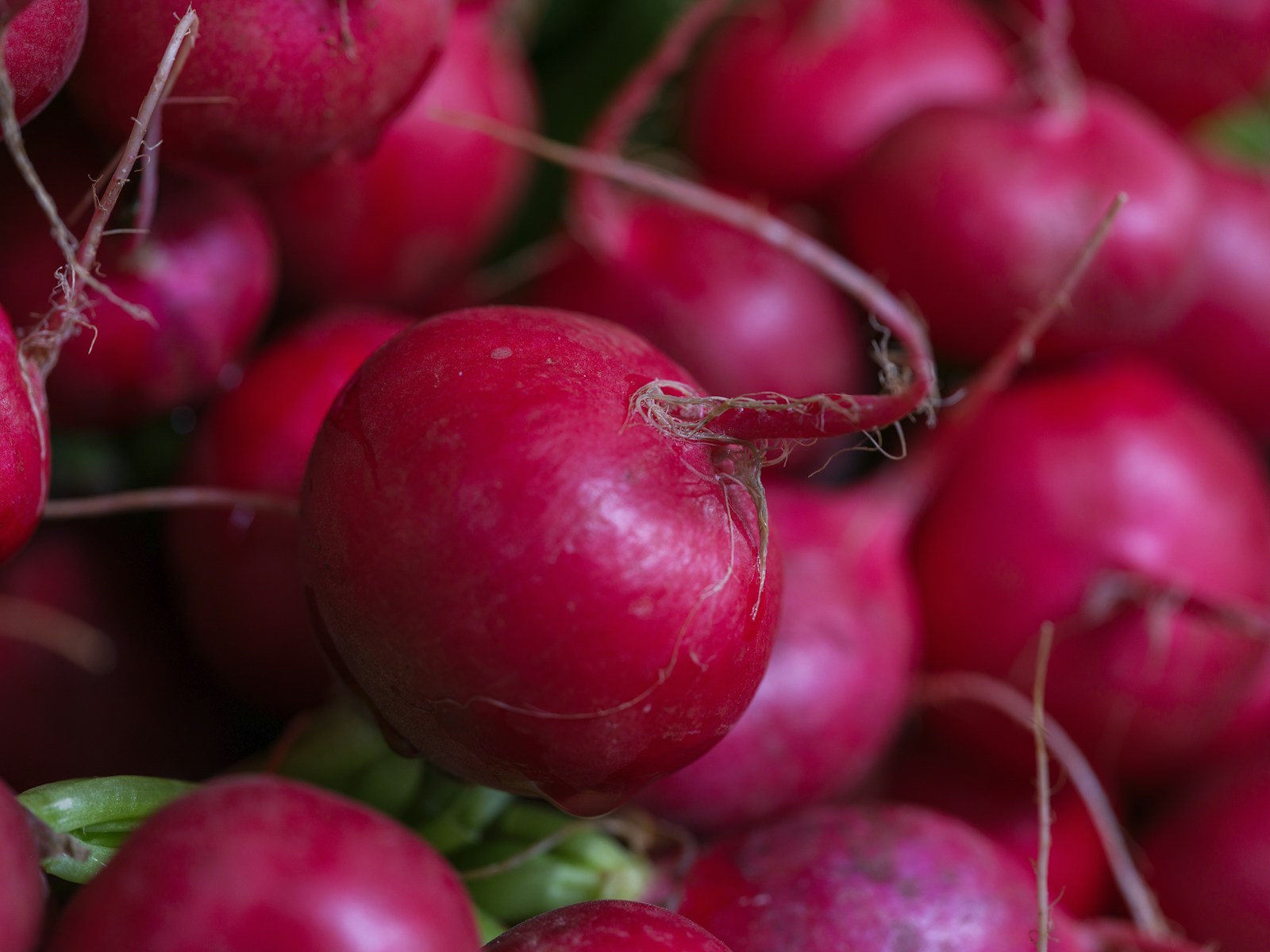 Close-up of freshly pulled round red radishes with thin tap roots