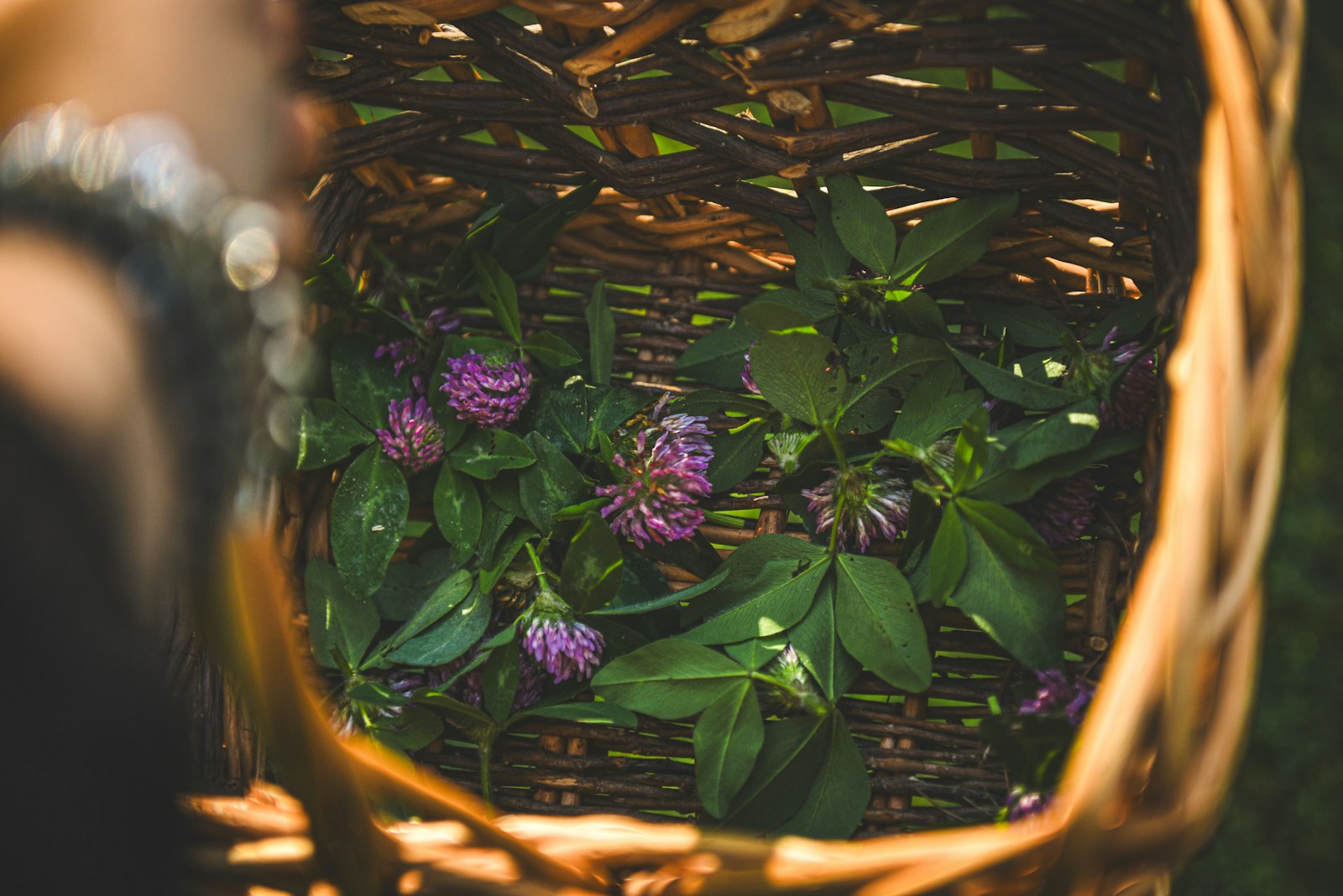 Freshly picked red clover flowers and leaves in a woven basket