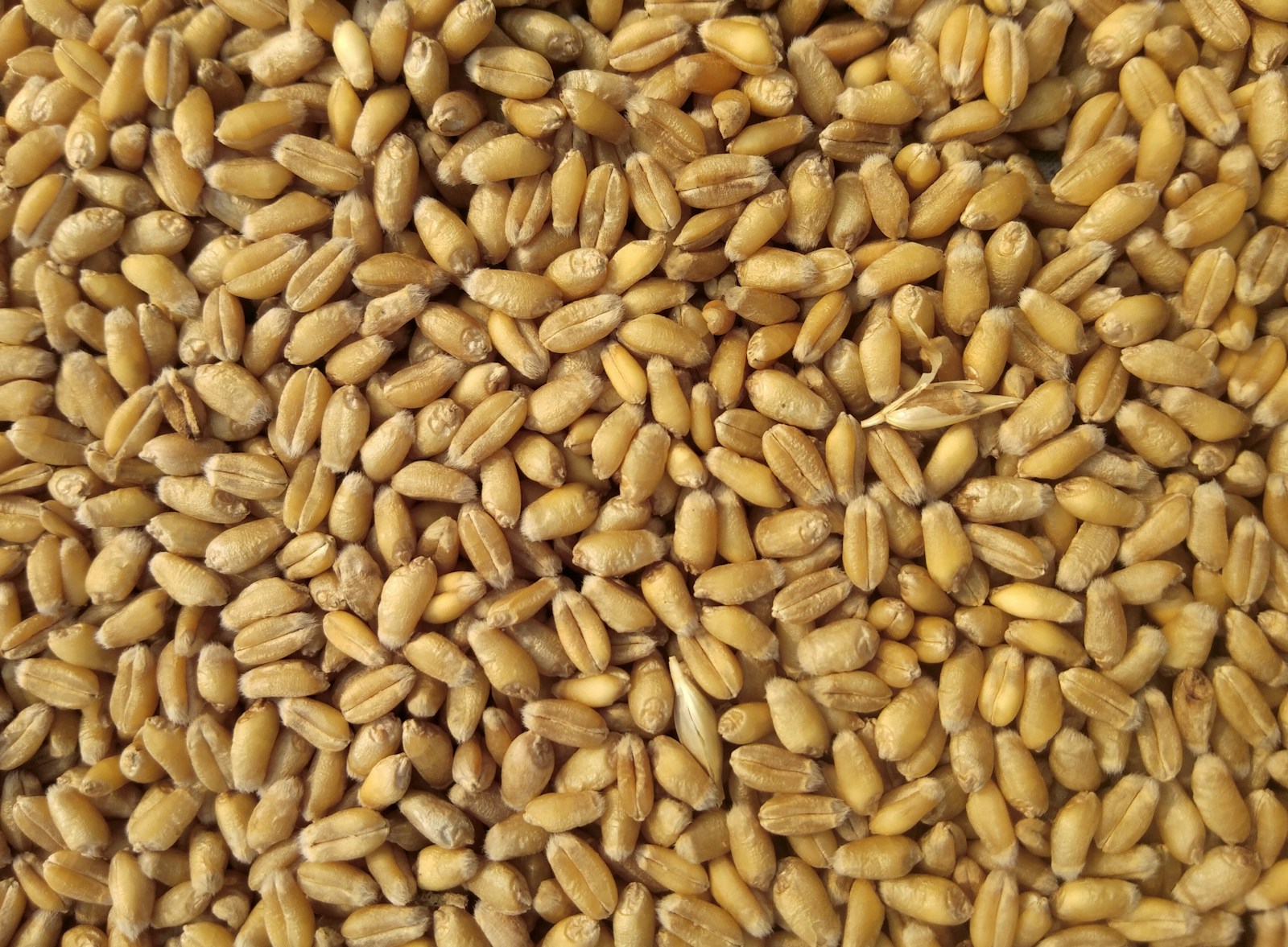 Close-up of threshed wheat kernels showing the creased grain