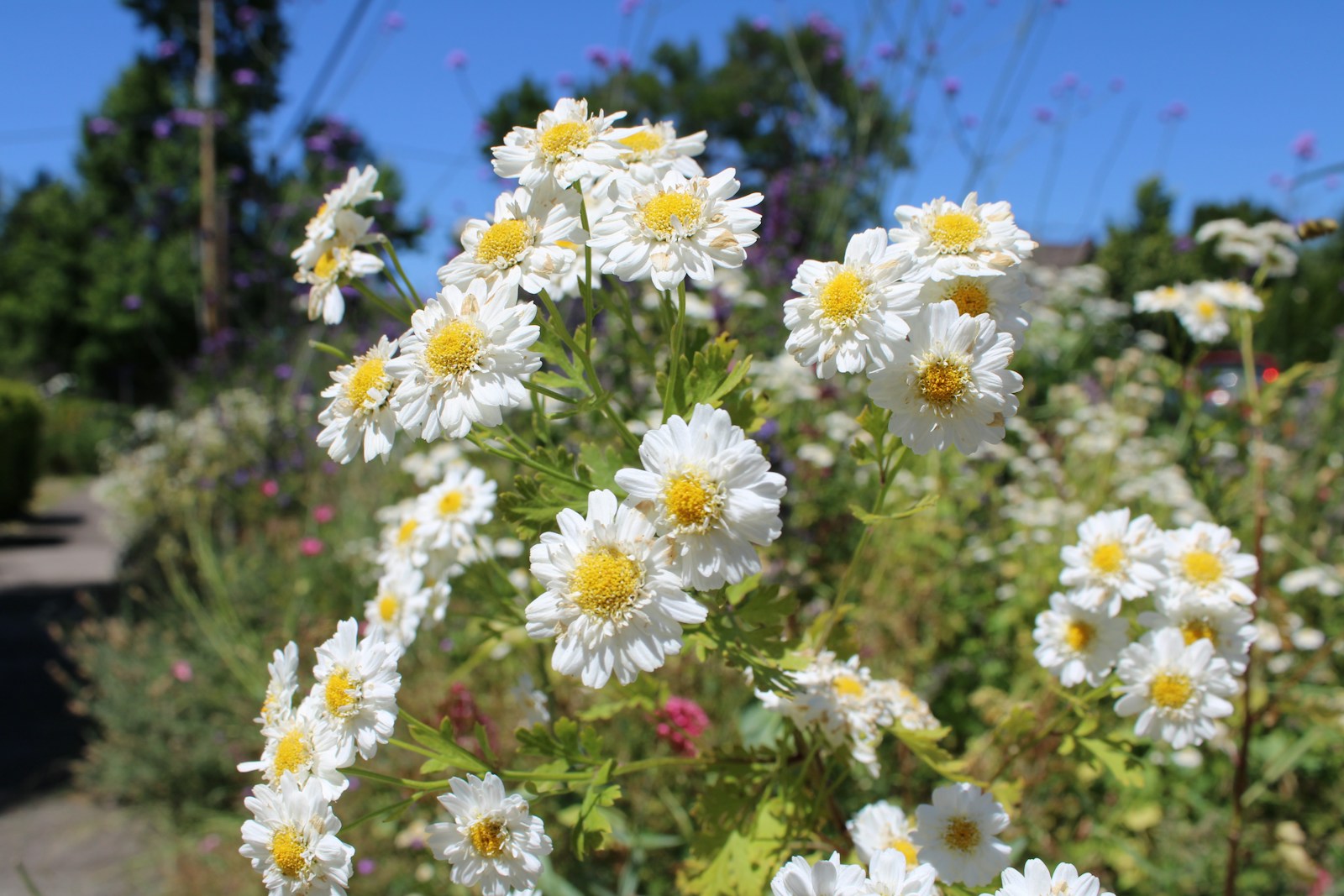 Feverfew, a tansy relative, with white double daisies and yellow centers