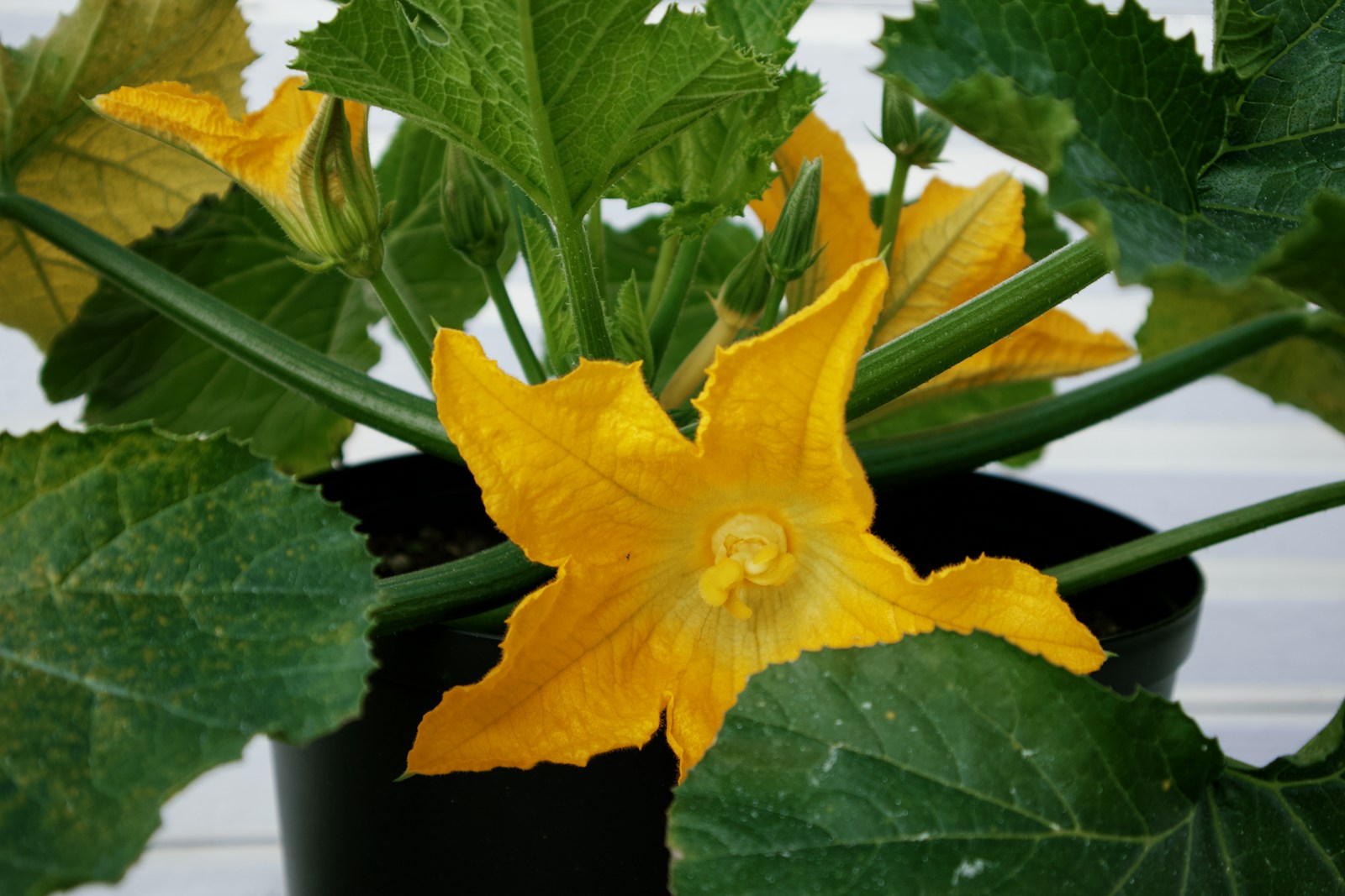 Zucchini plant in a black pot with a large open male flower