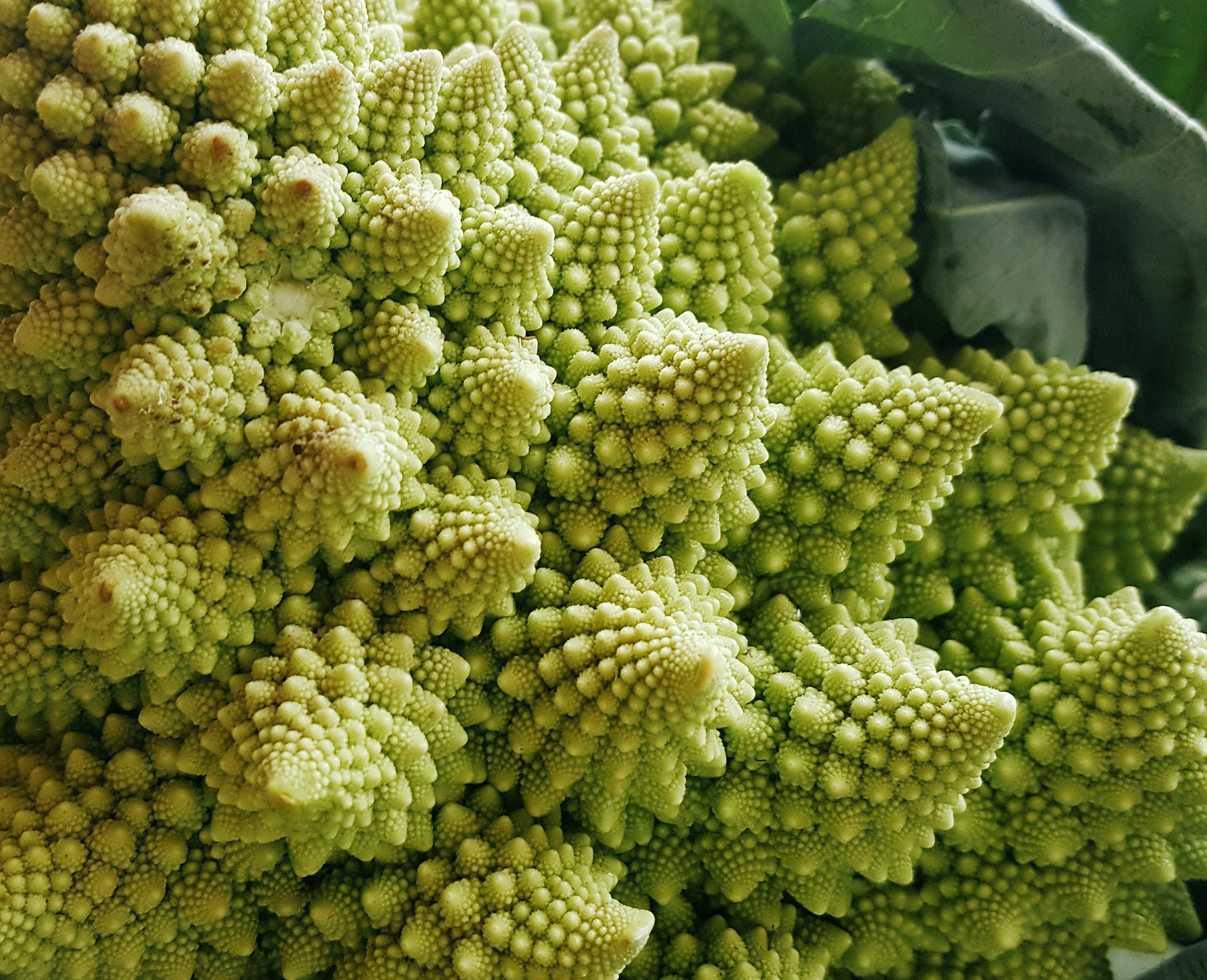 Close view of lime-green Romanesco with pointed, spiralling florets