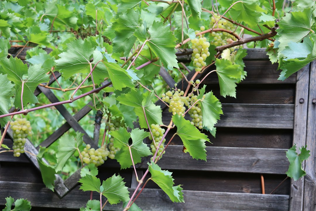 Small green grape clusters developing on a vine trained along a wooden garden fence