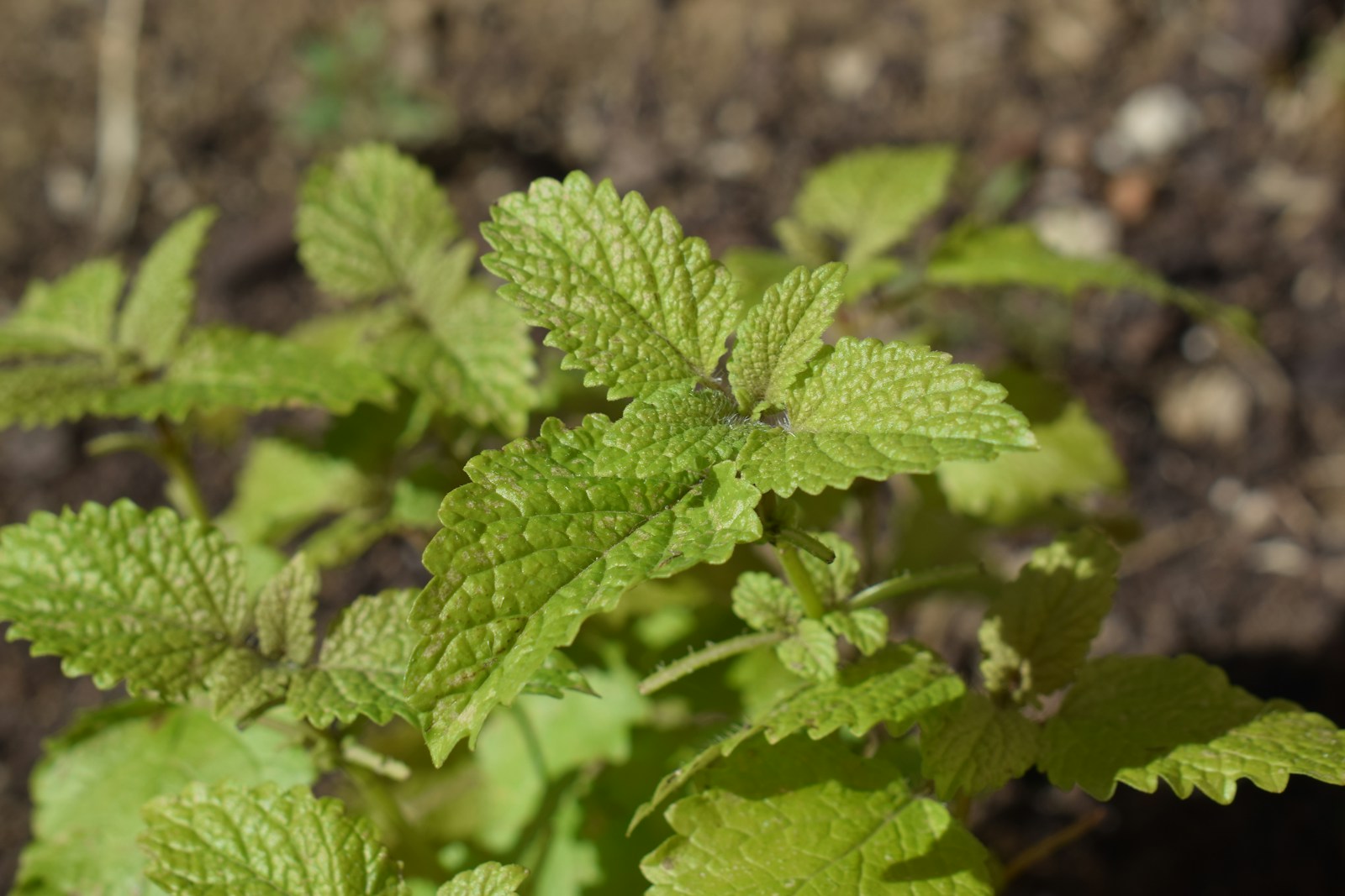Young lemon balm plant with pale green wrinkled leaves in garden soil