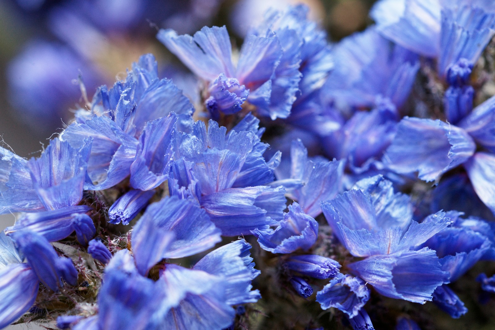 Close-up of dried blue statice showing its crisp, papery calyces