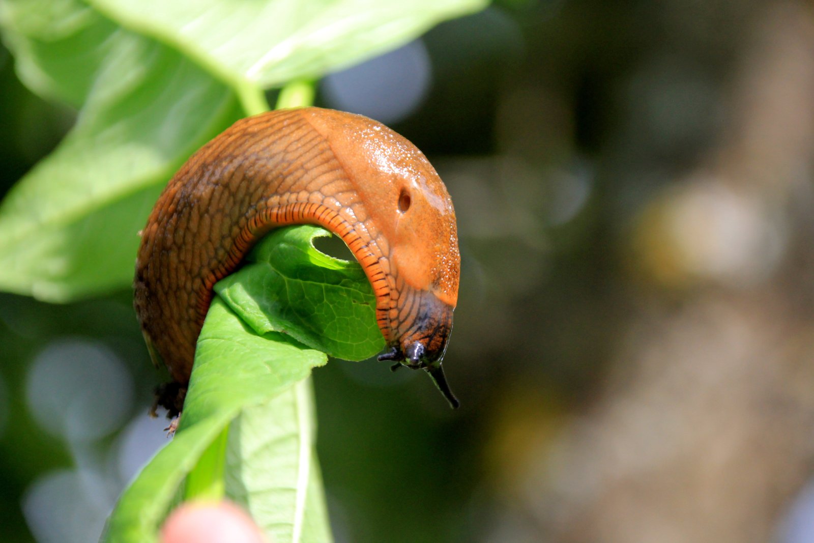 A large orange-brown slug curled over the edge of a green leaf