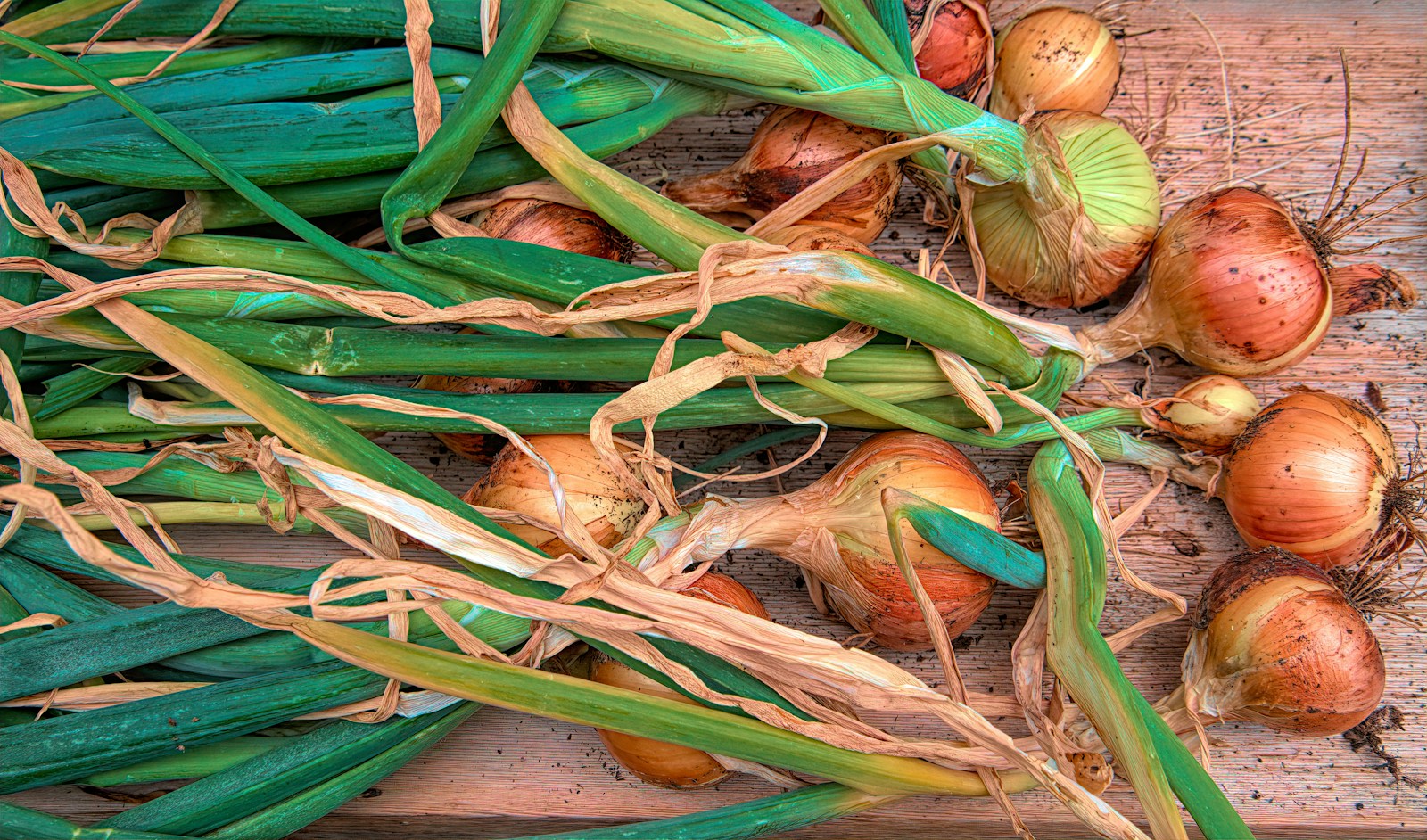 Freshly lifted homegrown onions laid on wooden boards with tops still attached