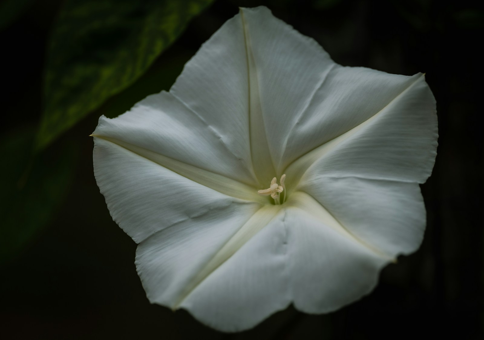 Close-up of a fully open white moonflower with pale cream stamens