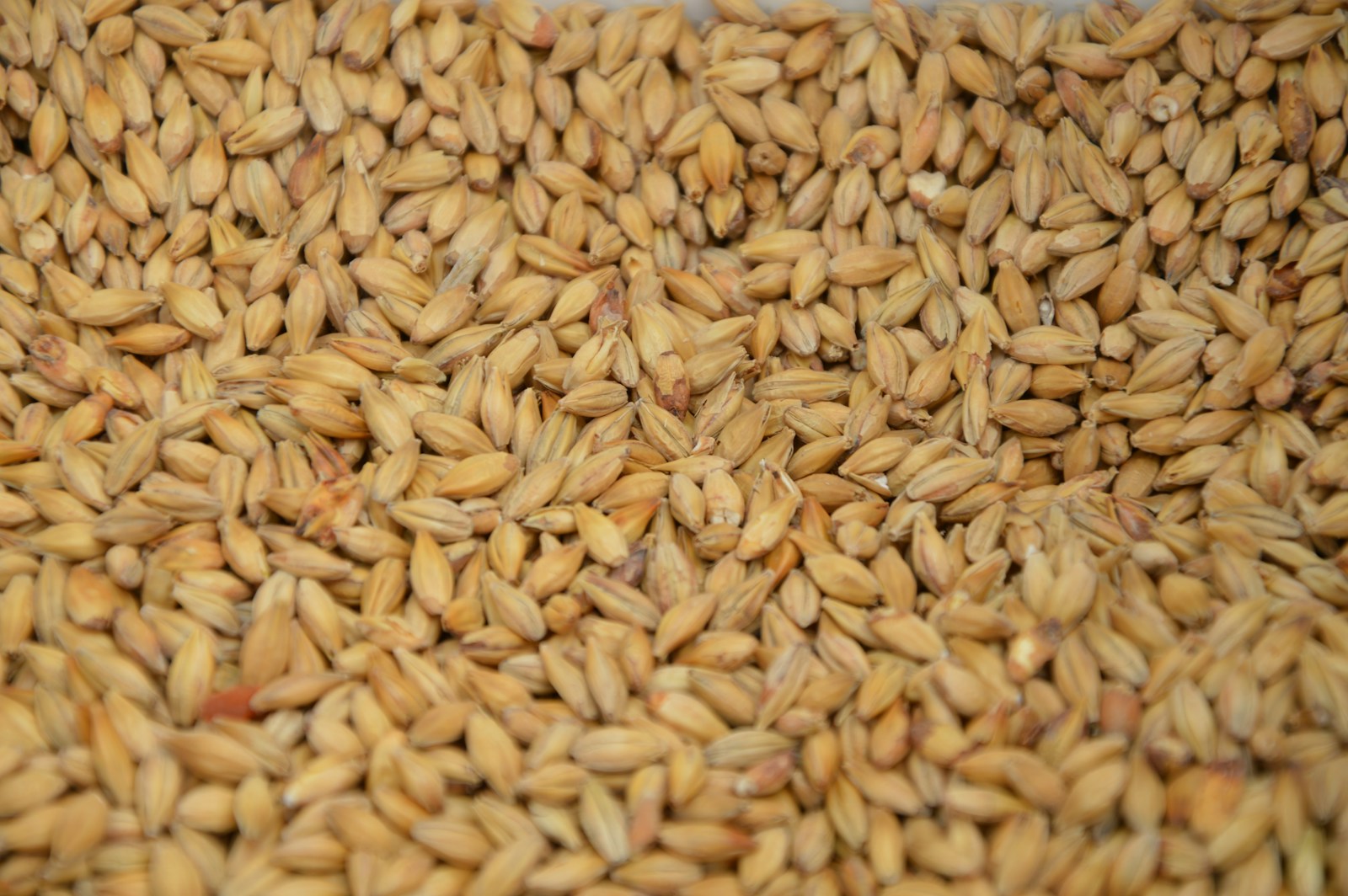 Pile of hulled barley kernels, malted for brewing