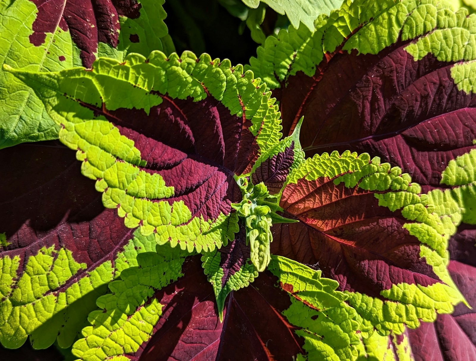 Sunlit coleus shoot tip among large burgundy and chartreuse leaves