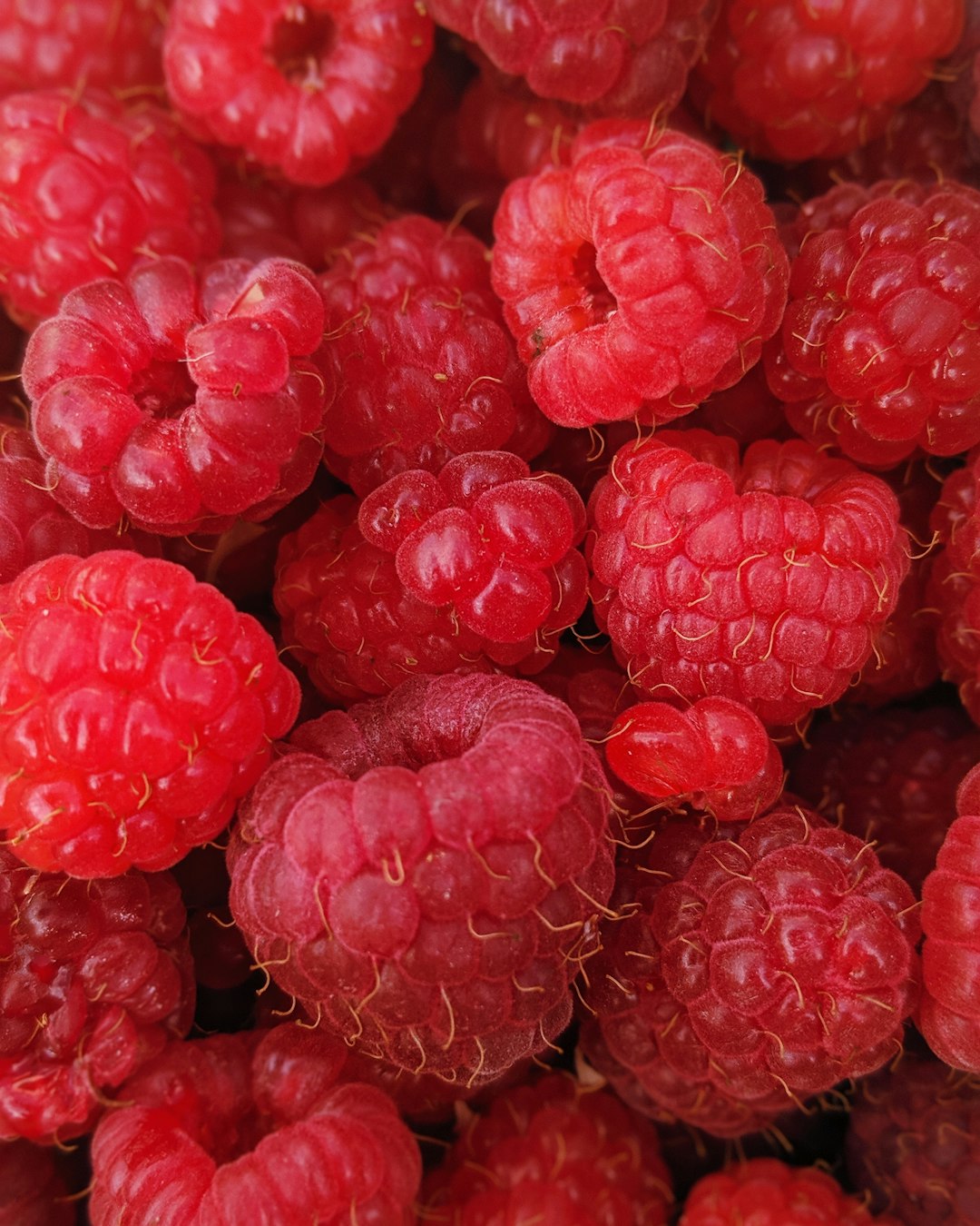 A pile of freshly picked raspberries showing their hollow centers