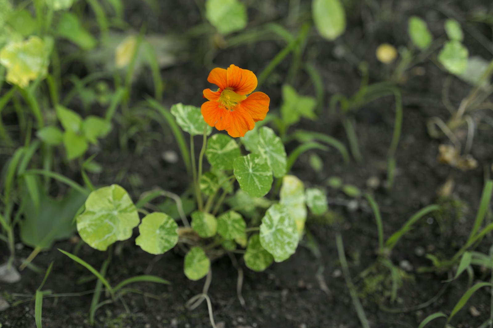 Young nasturtium with cream-marbled leaves and one orange flower in soil