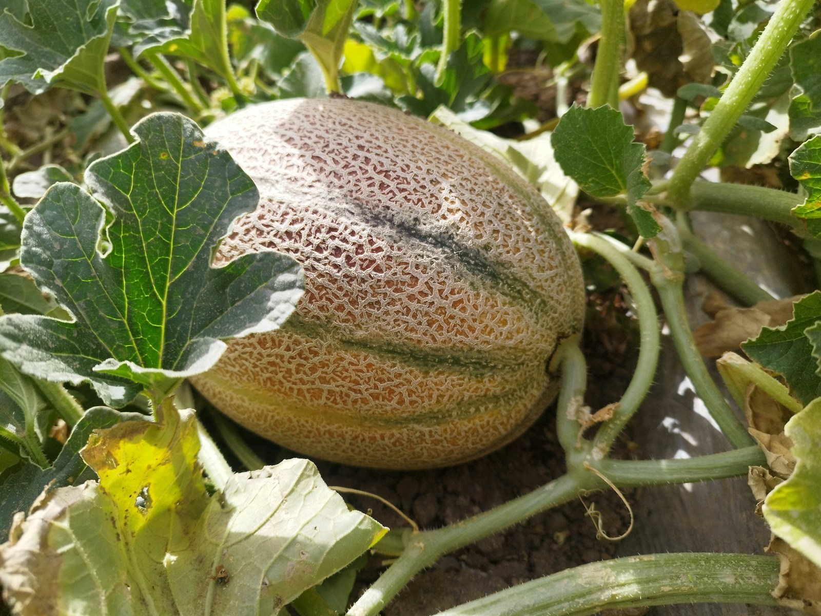 A netted muskmelon ripening on the ground among sprawling vines and leaves