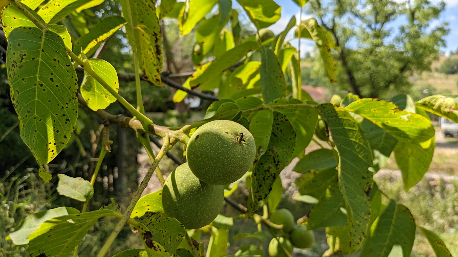 English walnut leaves peppered with dark anthracnose-like spots around green nuts