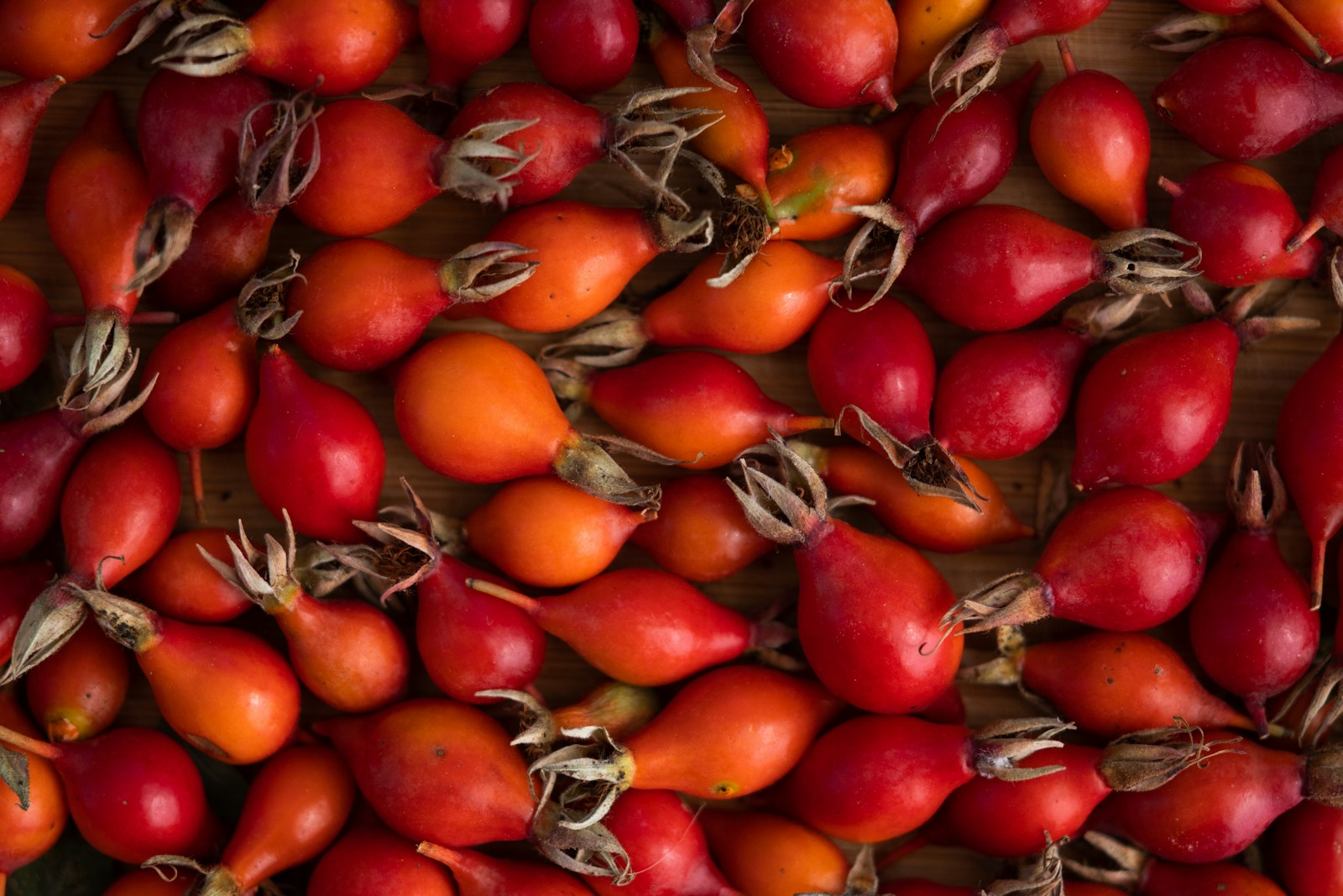 Heap of picked red and orange rose hips with dried flower ends